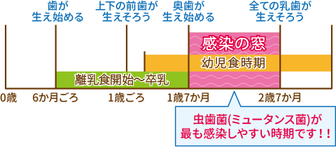 むし歯菌に感染しやすい「感染の窓」に注意しましょう